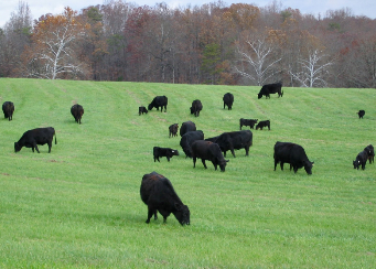 Angus cows grazing in green pasture.